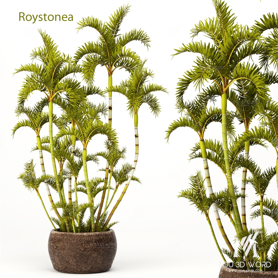 Roystonea